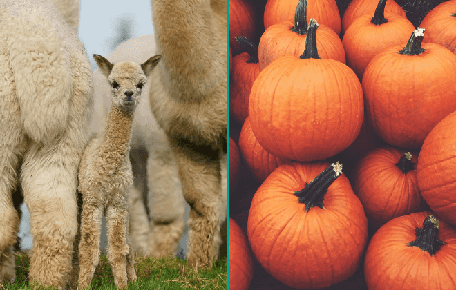 Down Syndrome Centre and K2Alpacas join forces for Halloween fundraiser