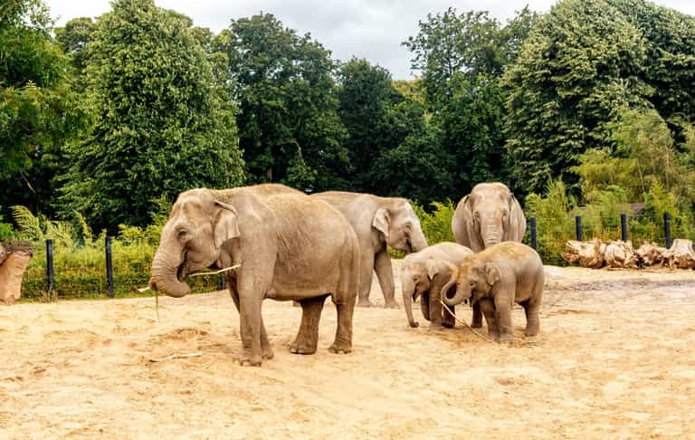 Kids in costume will go free at Dublin Zoo this Halloween weekend