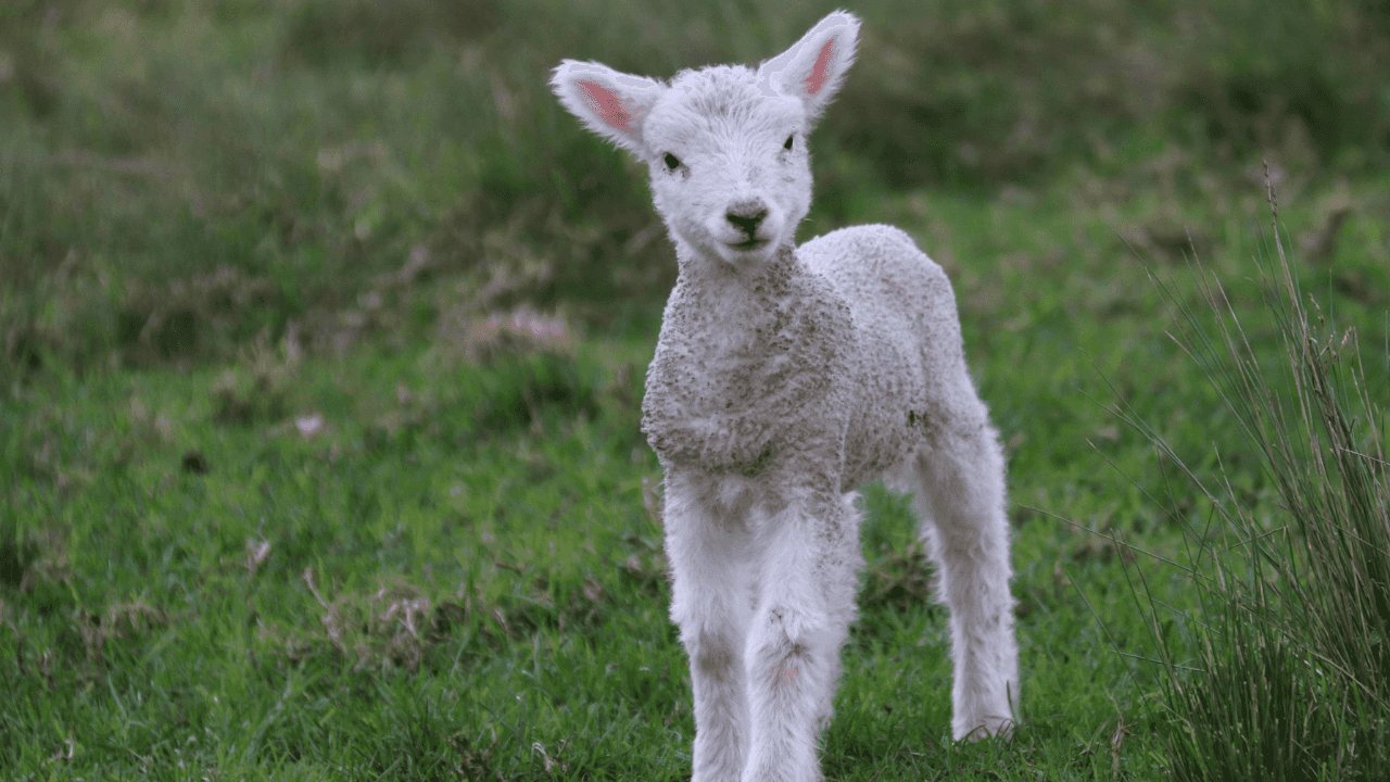 Petting zoo causes major Cryptosporidium outbreak