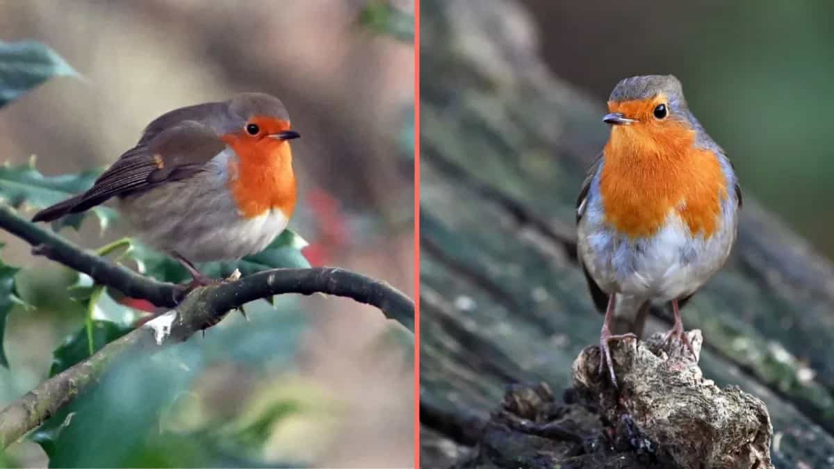 People urged to take action if they see robins in their garden this winter