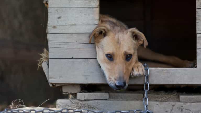 Woman divorces husband for leaving dogs outside in the cold all the time