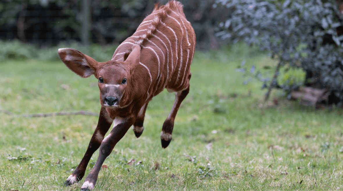 Dublin Zoo announces birth of critically endangered bongo calf