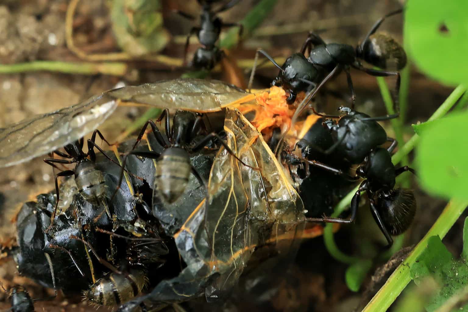 Experts warn flying ant day could be worse than ever this year