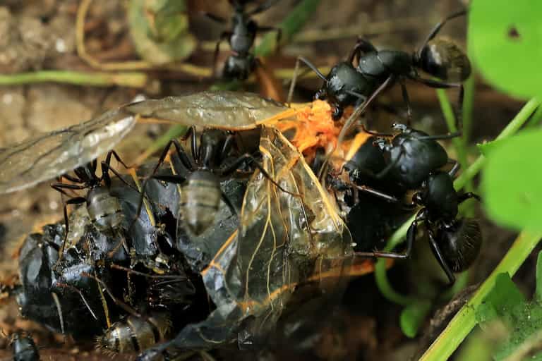 Experts warn flying ant day could be worse than ever this year