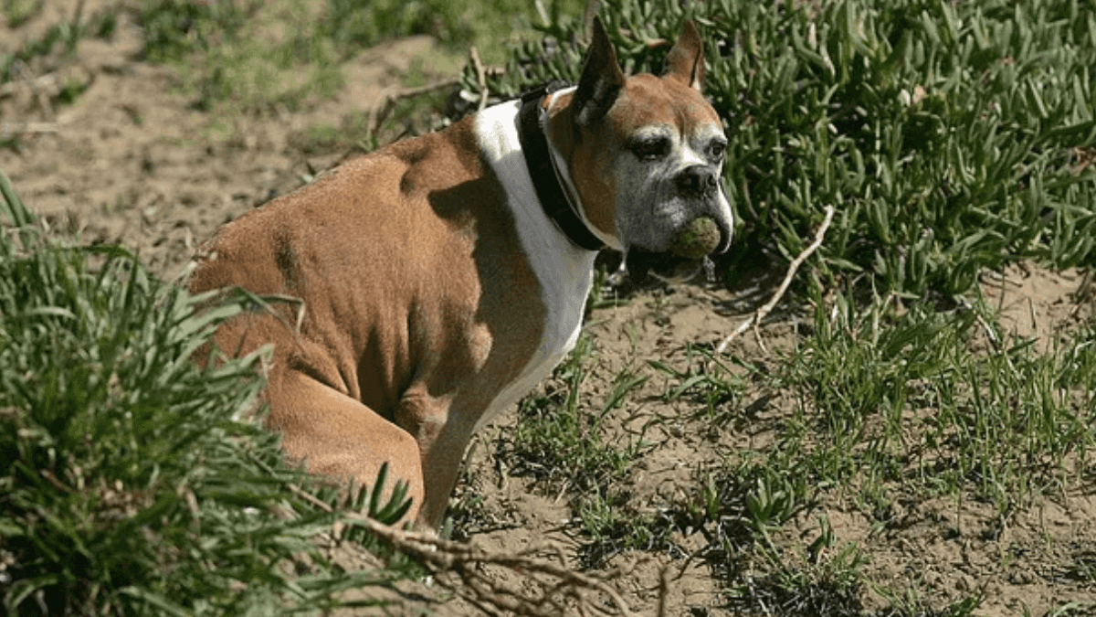 Heartbreaking reason your dog looks at you while they’re having a poo