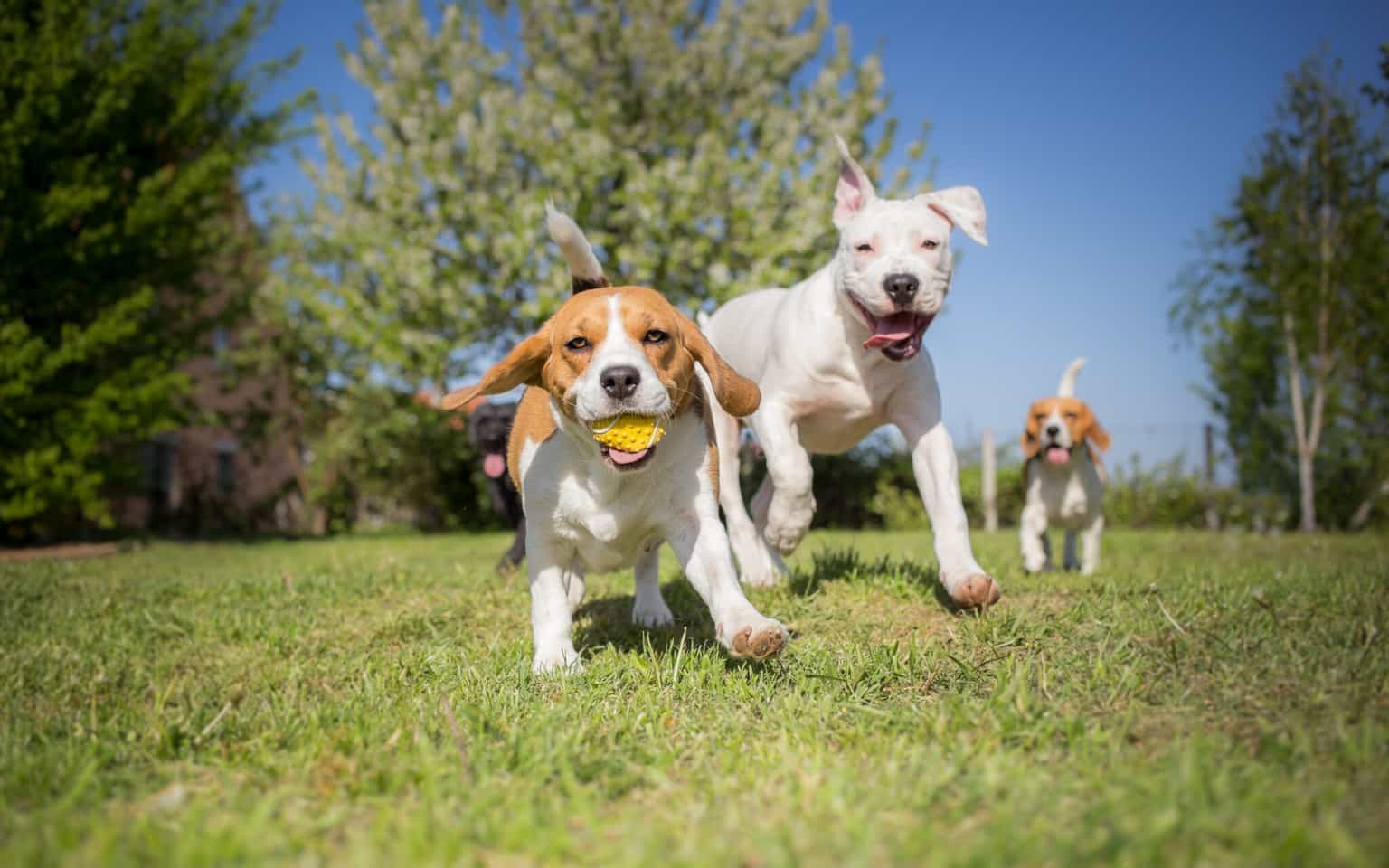 Ex-Gardai from Cork launches ‘RIP.ie for pets’