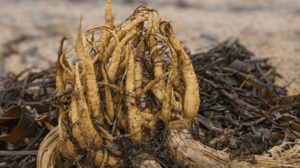 Warning as deadly plant turns up on Irish beaches