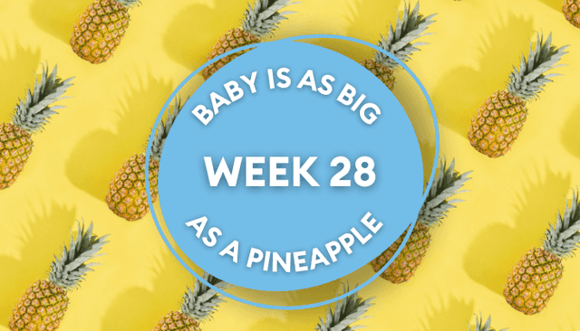 Your baby at 28 weeks pregnant: Week-by-week guide to development Your baby at 28 weeks pregnant: Week-by-week guide to development