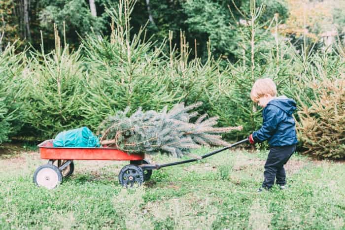 Terrific trees! 5 alternative Christmas trees for small spaces Terrific trees! 5 alternative Christmas trees for small spaces