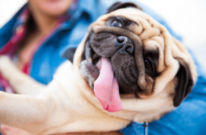 A DOG festival is launching in Dublin soon and the whole family is invited