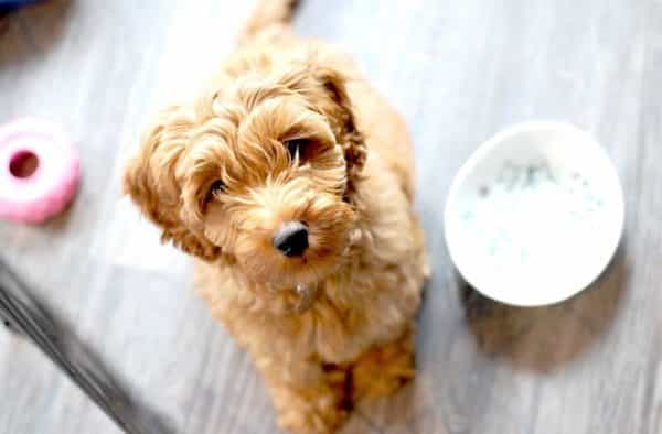 The inventor of the ‘labradoodle’ says he completely regrets it