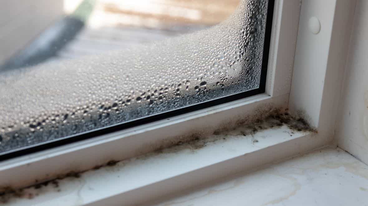 Best-selling gadget that removes mould from your home ‘more than pays for itself’
