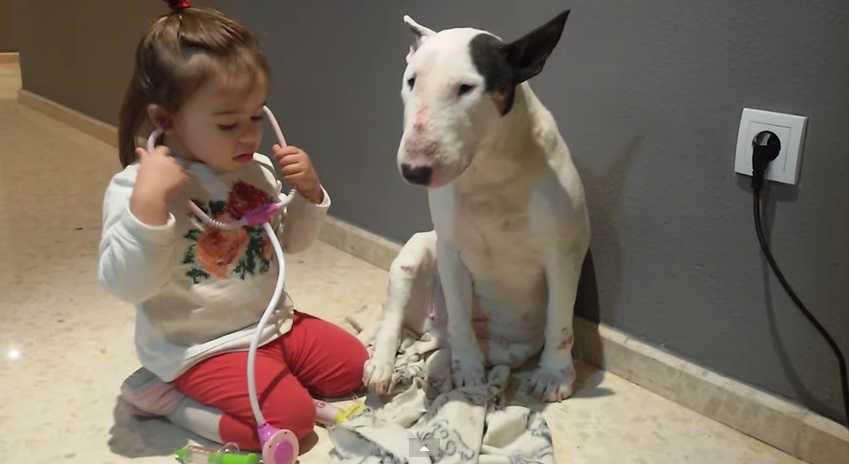 WATCH: Little girl’s medical check-up on large dog is adorable