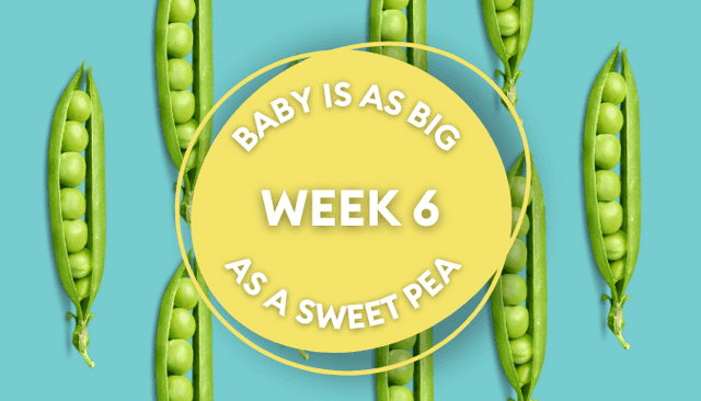 Your baby at 6 weeks pregnant: Week-by-week guide to pregnancy