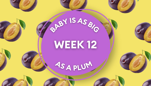 Your baby at 12 weeks pregnant: Week-by-week guide to development