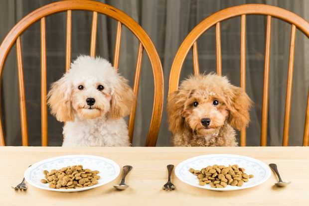 Study reveals certain dog foods which are dangerous for owners and dogs