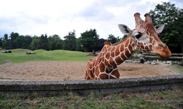 Award-winning filmmaker Carlos Carvalho has died after being attacked by giraffe on set