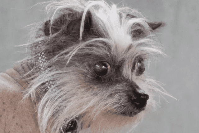 People won’t adopt this dog because she’s ‘ugly’, and we’re bawling