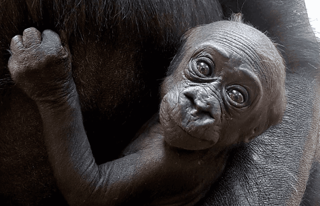 Dublin Zoo’s new baby gorilla is a girl and they want your help naming her
