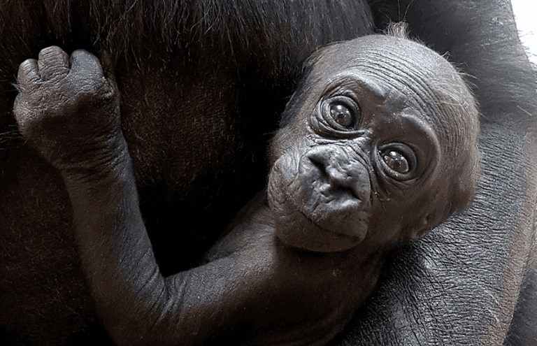 Dublin Zoo’s new baby gorilla is a girl and they want your help naming her