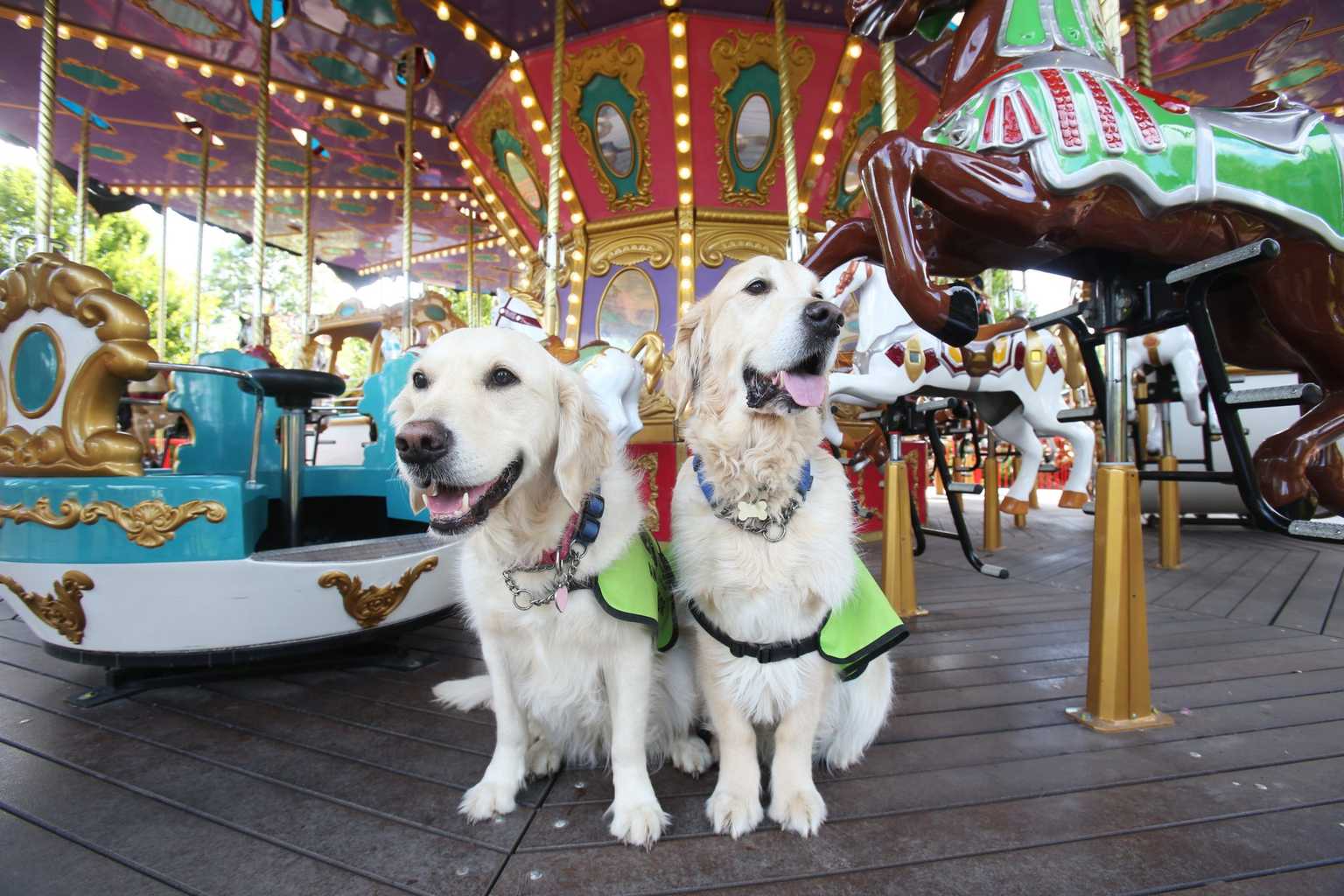 Tayto Park visitors invited to try sensory tunnel for Irish Guide Dogs event