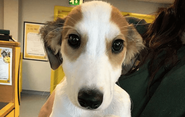 WATCH: Dogs Trust release Christmas advert and it’s important viewing for everyone