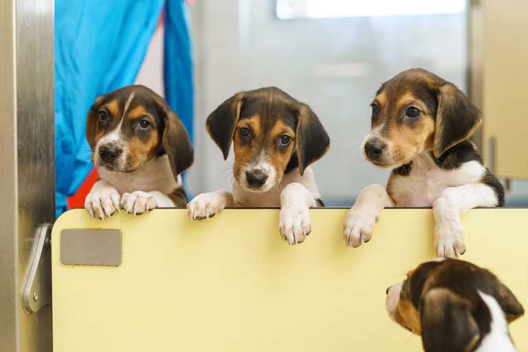 Dogs Trust announce suspension of adoptions over Christmas period