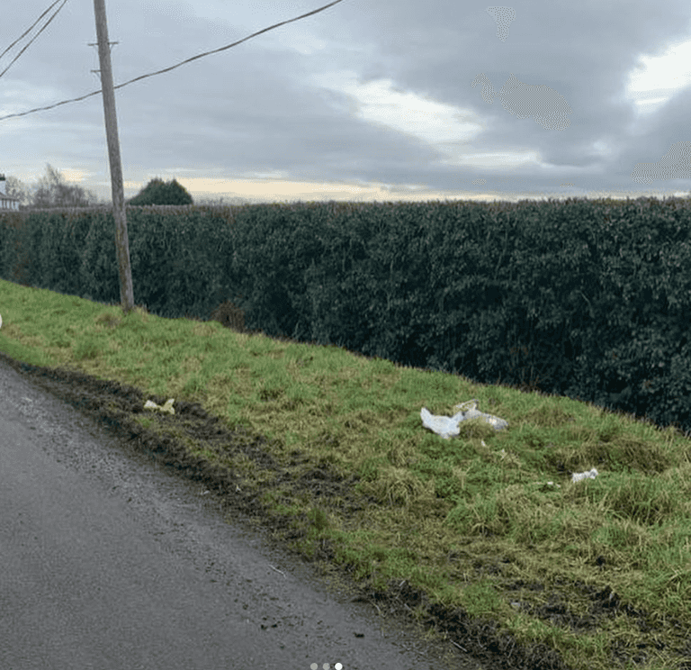 Puppy in Dublin “thrown out with the rubbish” on the side of the road
