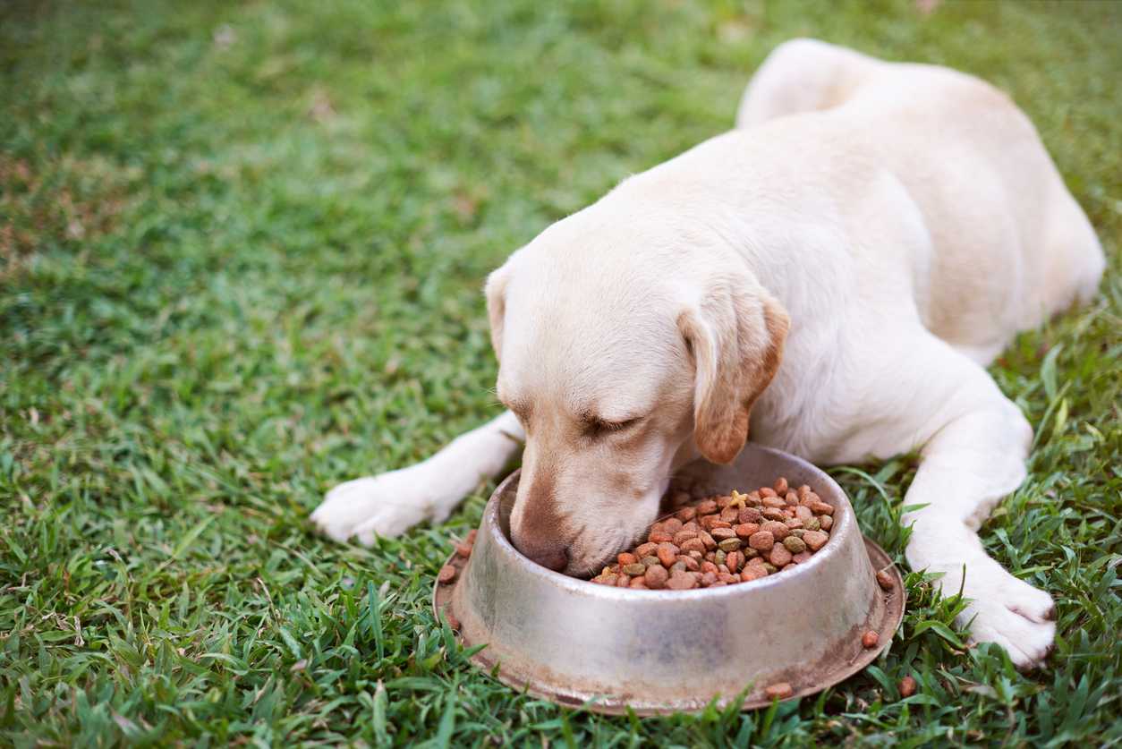 Pet foods recalled after 70 dogs die in US