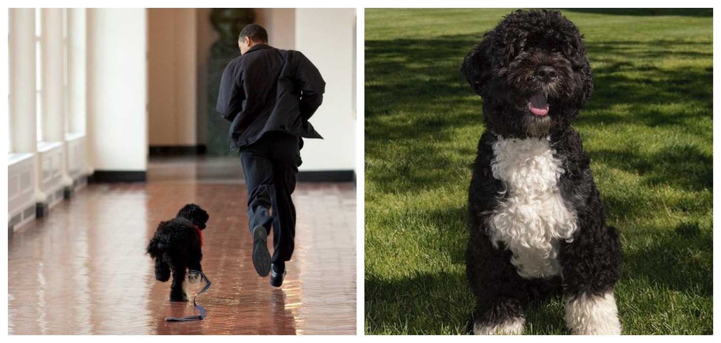 “Our best friend and loyal companion” – Barack and Michelle Obama’s dog, Bo, has died
