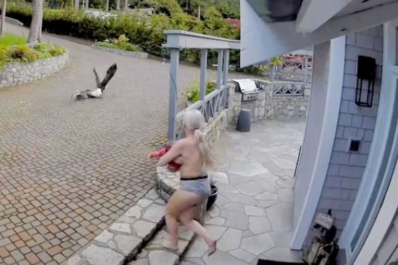 Brave, breastfeeding mother saves pet goose from bald eagle