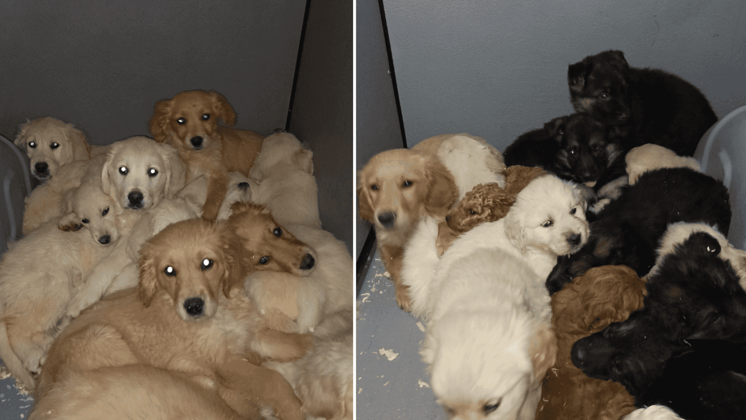 29 puppies rescued from illegal trafficking at Belfast Port