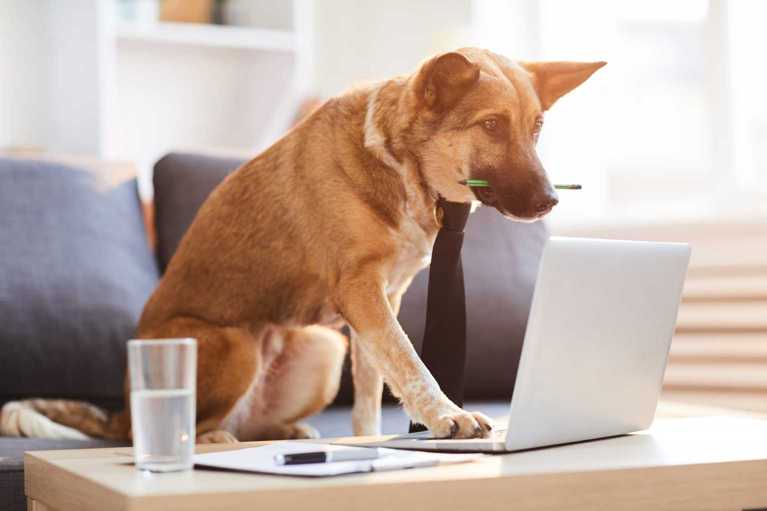 Bringing a dog to work can increase morale and productivity, says DSPCA