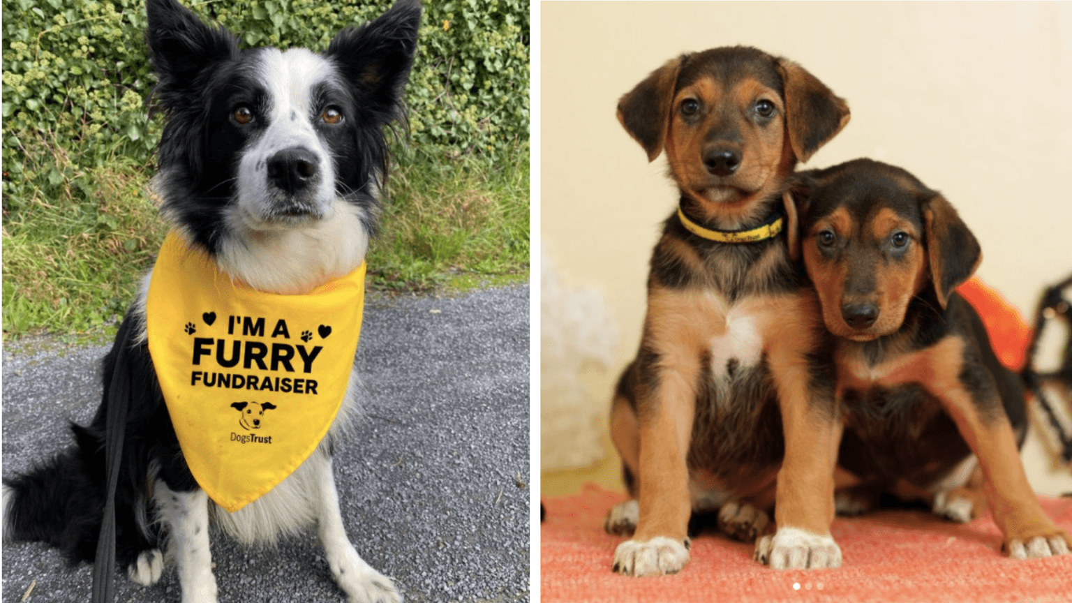 There’s been an 80% increase in dogs being re-homed due to housing limits