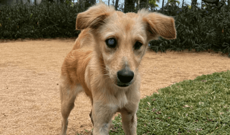 Family save ‘adorable’ blind stray puppy and fly him from Mauritius to UK