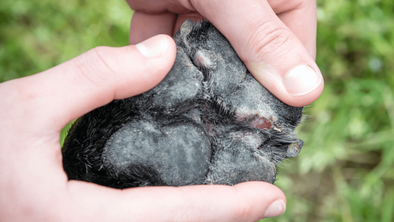 Pet owners advised to do ‘pavement test’ to see if they should walk their dog