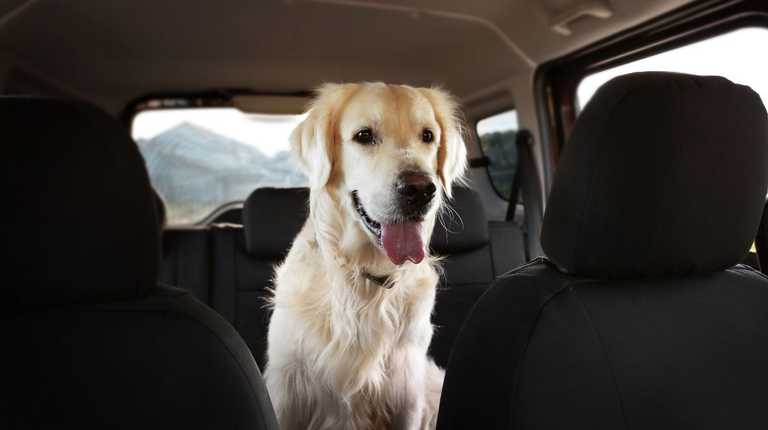 ‘Incredible’ spot cleaner that’s ‘life saver’ for people with pets gets huge discount