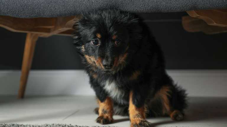 Dog owners praise ‘amazing’ device that keeps pets calm during fireworks