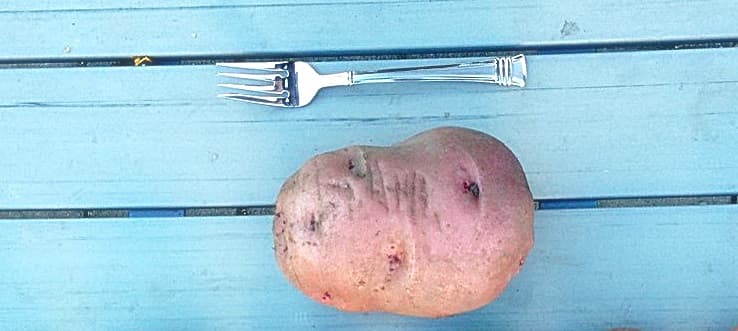 How to turn one potato into 20 potatoes. For free