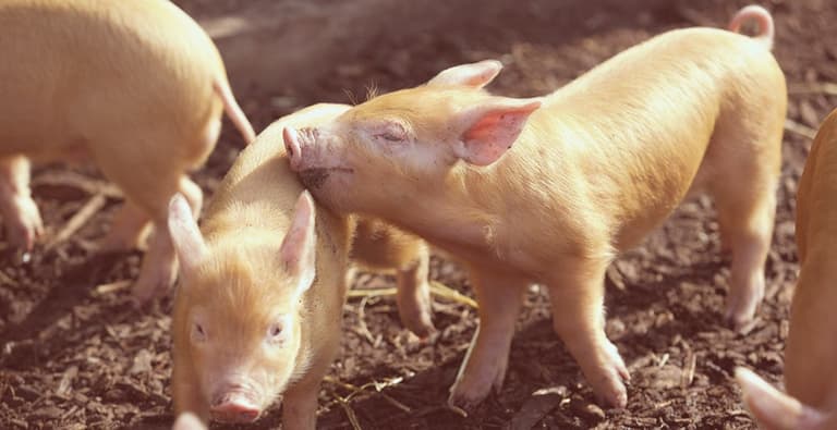 Dublin Zoo has some new arrivals. And they’re SERIOUSLY squee-worthy