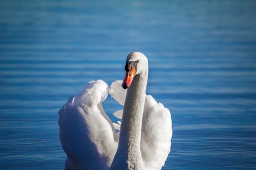 Supervet Noel Fitzpatrick saves swan lost in the middle of a busy Dublin road