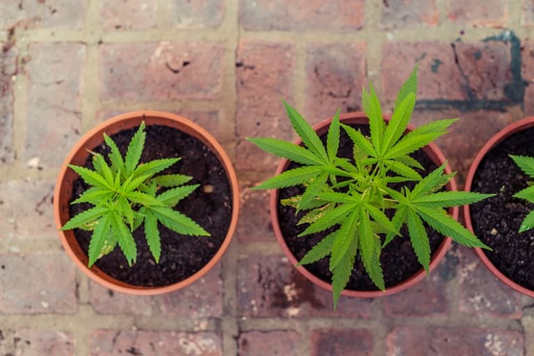 School Teacher Chastises Pot-Smoking Parents