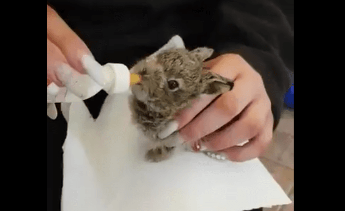 Despite Dublin Airport’s best efforts, Hare Emma has passed away