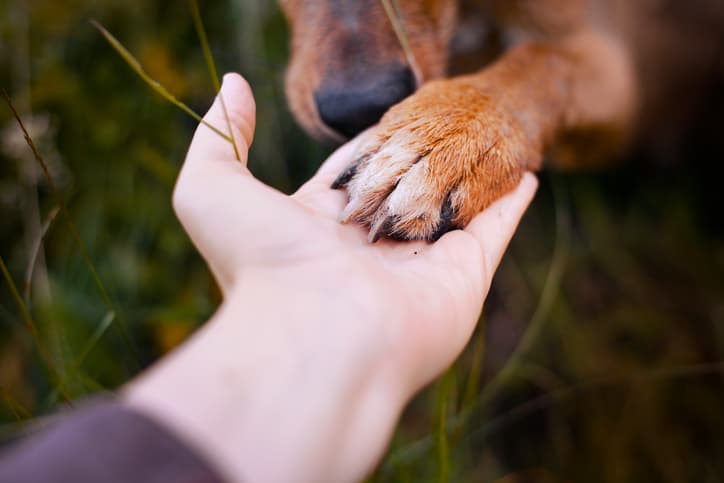 Here’s a quick trick to see if the ground is too hot for your dog’s feet