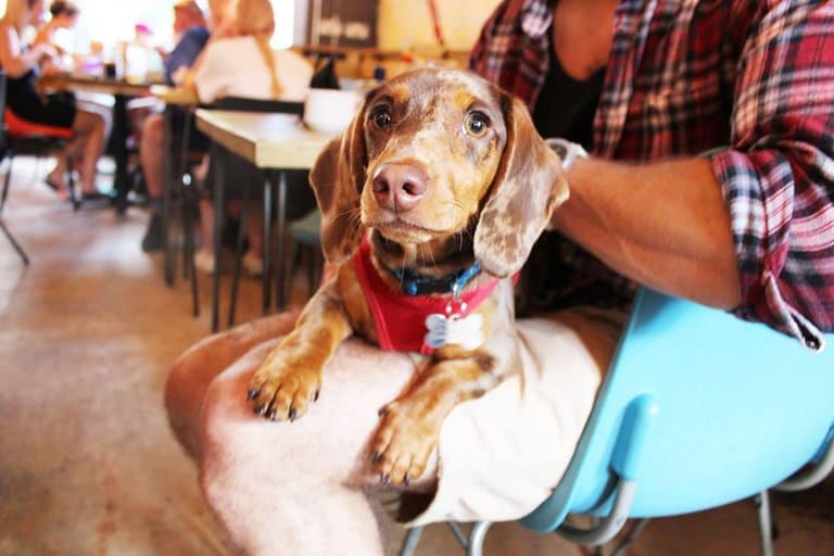Cork is getting its very first DOG cafe and it looks like an absolute dream spot