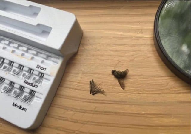 Woman accidentally sticks a DEAD FLY to her eye thinking it was a fake lash