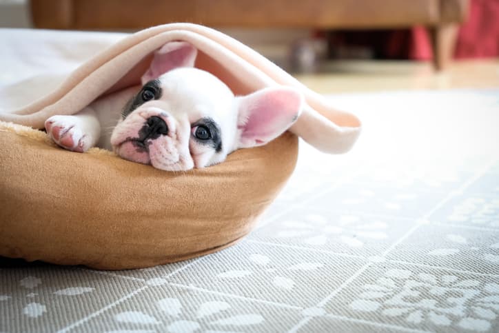Penneys will soon sell €8 costumes for your dog and they’re so PRECIOUS