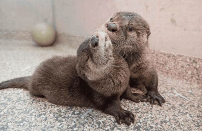 Orphaned otter babies are rescued by vets and they’re SO adorable