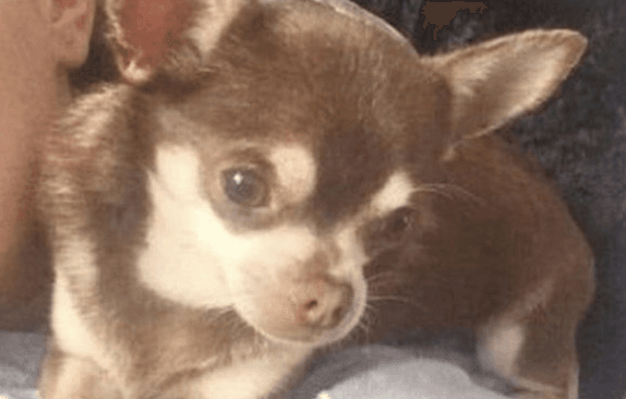 Family dog missing after being snatched from back garden by seagull