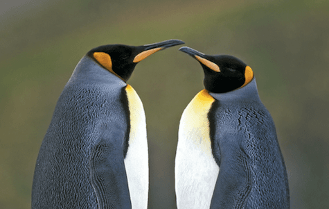 Two gay penguins adopt abandoned egg in Berlin zoo